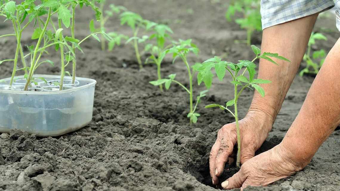 10 неочевидних помилок вирощування помідорів, які допускають навіть досвідчені дачники