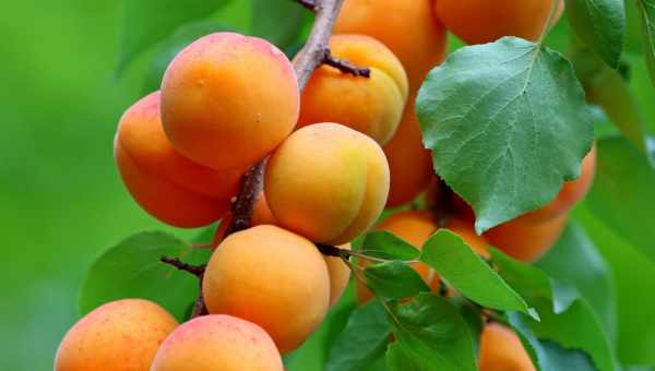 Гібрид абрикоса і айви