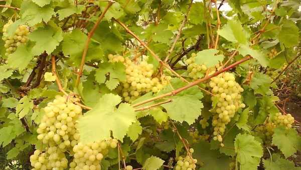 Виноград у Нижегородській області: посадка і догляд