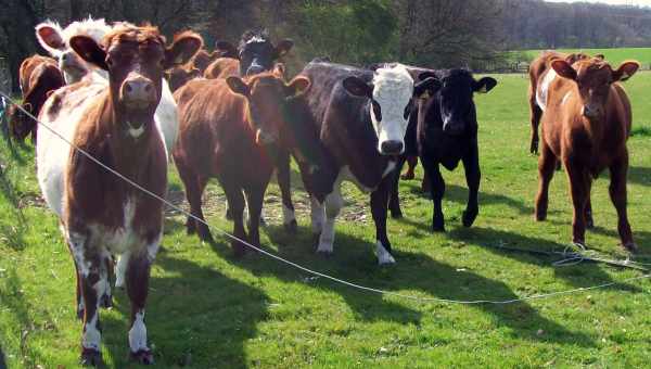 У США схвалили розведення великої рогатої худоби з відредагованими генами